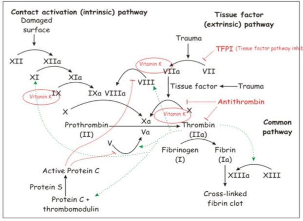 anticoagulation drugs